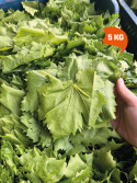 Vakumlu Taze Asma Yaprak 5 kg