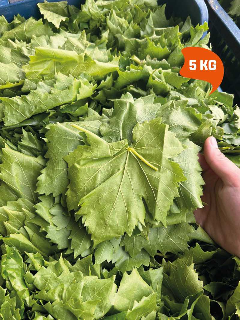 Vakumlu Taze Asma Yaprak 5 kg